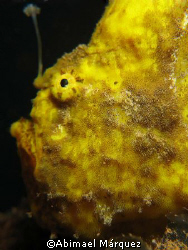 Beautiful Frogfish, Crash Boat Piers, Aguadilla, Puerto R... by Abimael Márquez 